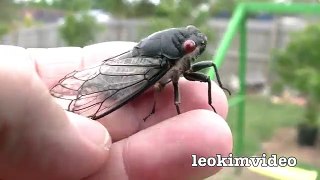 Cicada Saved From Bird Attack