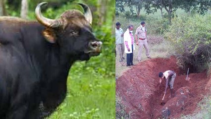 லாரியில் இருந்து கொட்டப்பட்ட காட்டு மாடு கதறி துடித்து பலி- வீடியோ