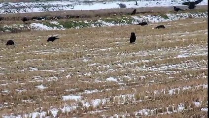 Crows Flying