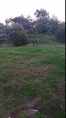 65kg Great Dane puppy runs into owner