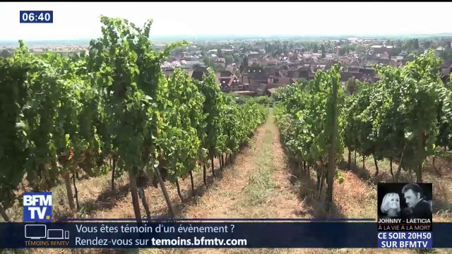 Vendanges: les bénéficiaires du RSA peuvent travailler tout en conservant leurs allocations