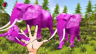 Wild Animals Finger Family Rhymes For Kids || Elephant Gorilla Zebra Songs for Childrens
