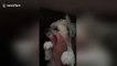 Puppy latches on to owner's hand when he pets him and won't let go