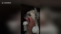 Puppy latches on to owner's hand when he pets him and won't let go