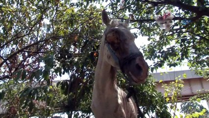 İşkence yapılan ata polis şefkati