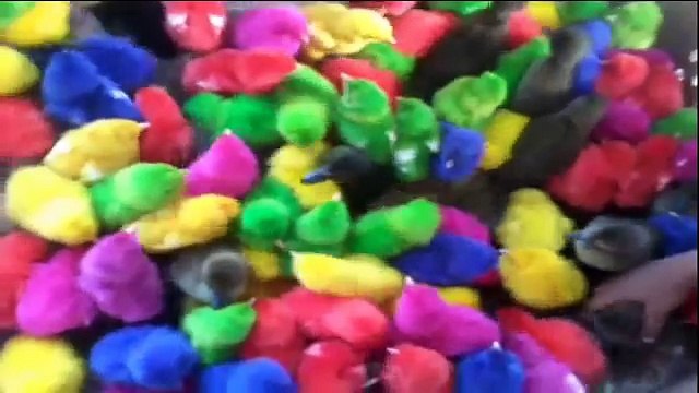 Colors chicks For Kids For Learning Colors and Coloring pages Educational Video For Childr