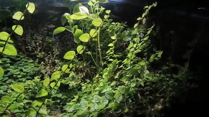 OMG! MY ANTS ARE LEARNING!