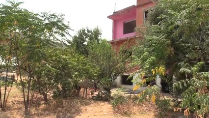 Sıcakta Susuz Bırakılan Yaralı At Tedaviye Alındı