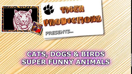 NOW is TIME TO LAUGH! - Super funny DOGS, CATS & BIRDS