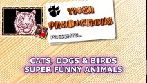 NOW is TIME TO LAUGH! - Super funny DOGS, CATS & BIRDS