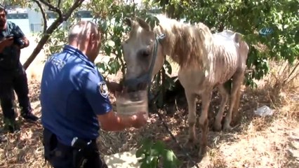 İşkence Yapılan Ata Polis Şefkati