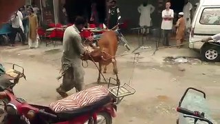 Out of Control Bull RUNS Away After Hitting A Men at FB Area Block 15  Bakra Eid 2018 Special Video