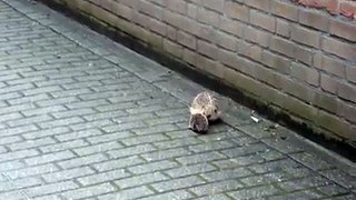 Mother hedgehog carries her baby hedgehog to the nest.