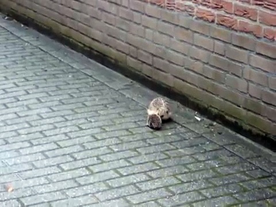 Mother hedgehog carries her baby hedgehog to the nest.