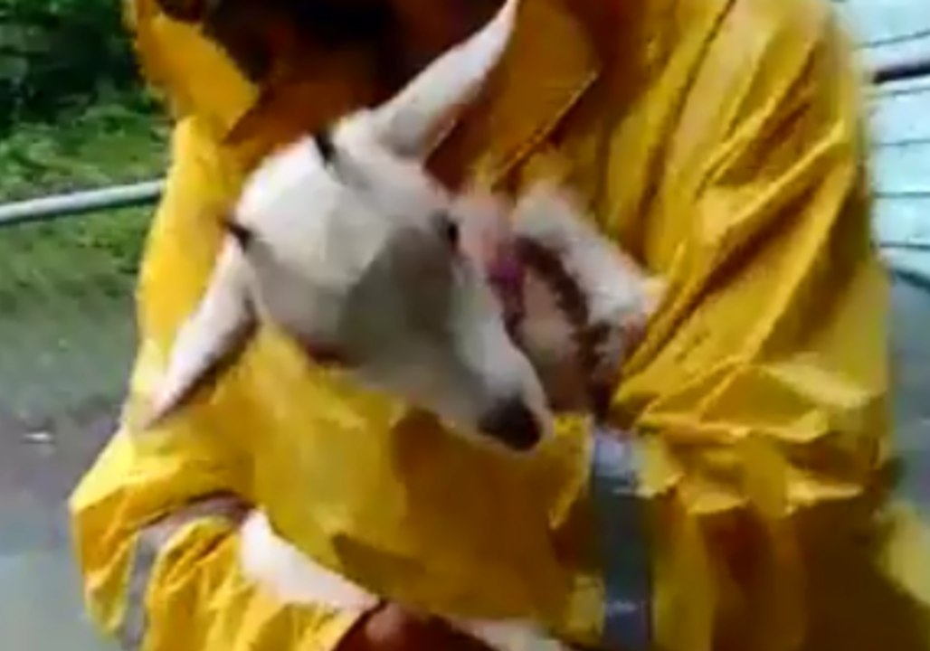 Residents Rescue Goats in Hilo as Hurricane Lane Hits Hawaii