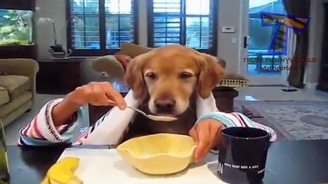 Cats and dogs eating with hands Funny and cute animal compilation