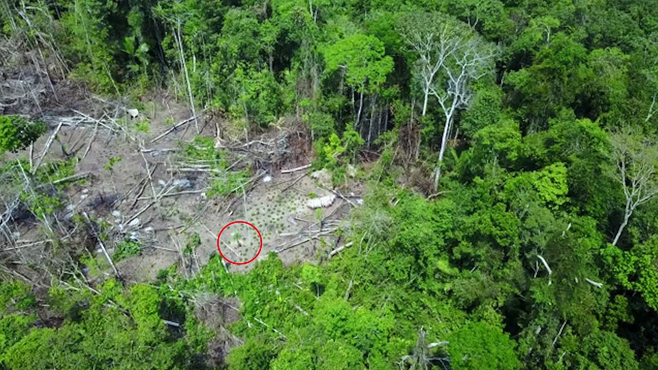 Un dron capta en vídeo por primera vez la vida...