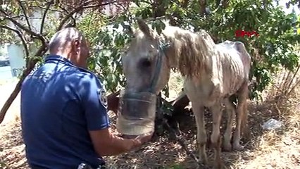 Adana'da atın gözünü oydular!
