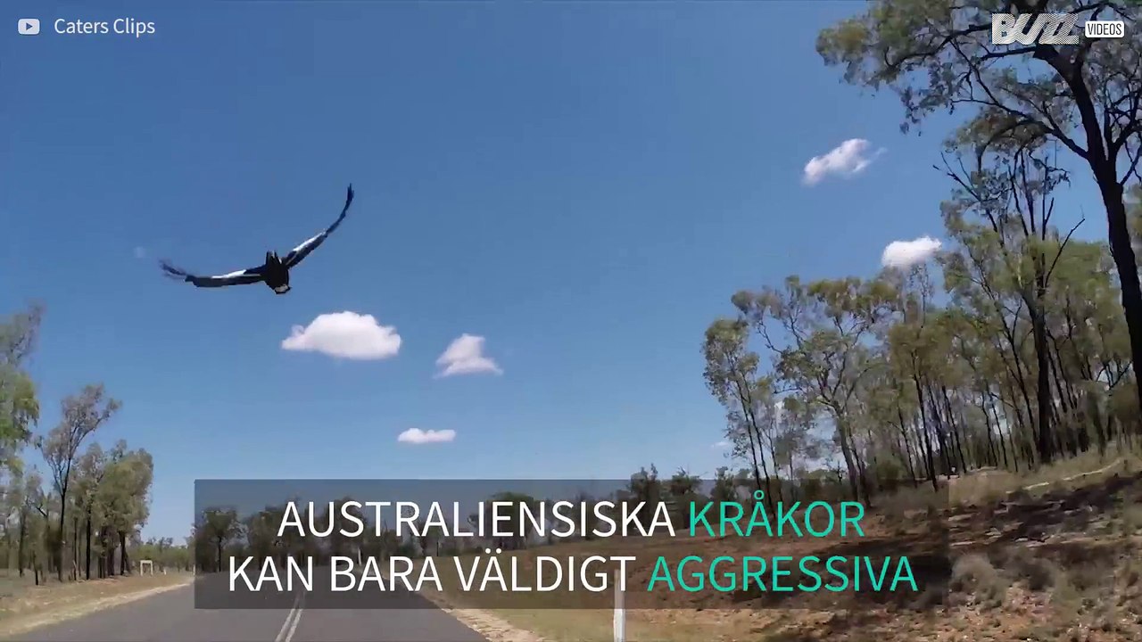 Kråka i Australien jagar cyklister