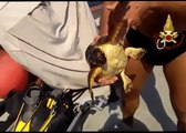 Firefighters Rescue Sea Turtle Off East Italian Coast