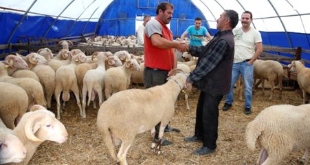 Son Dakika! Bakan Pakdemirli: Elde Kalan Kurbanlıkları Alacağız! Büyükbaşta 15 Lira Küçükbaşta 14 Lira Olacak