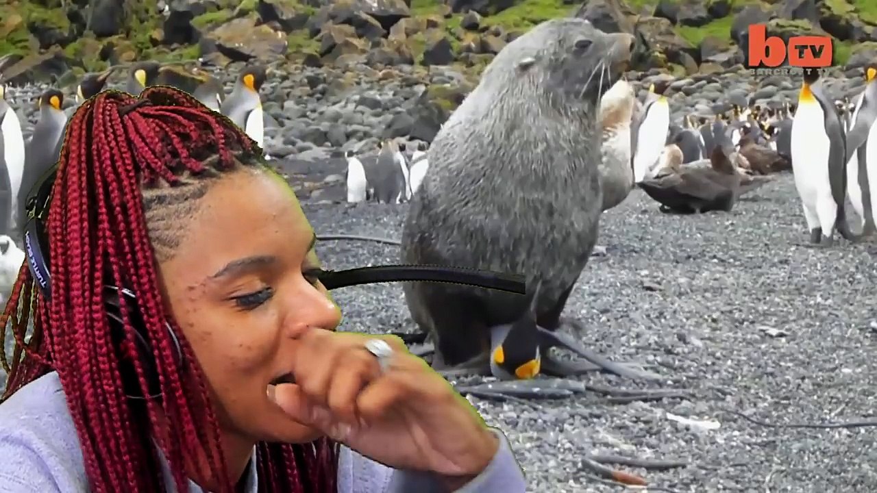 Fam Reacts Ep.1 - Seal FORCES Itself On Penguin!