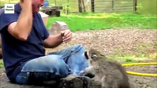 Funny Raccoon Videos new [NEW HD]