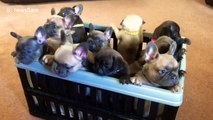 The best present ever? A box full of pug and French bulldog puppies!