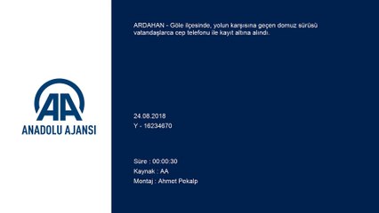 Ardahan'da domuz sürüsü görüntülendi