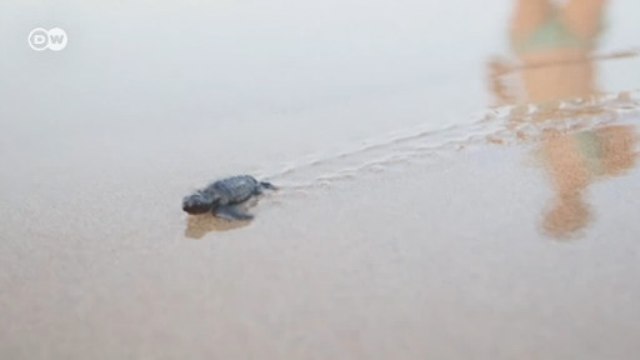 Caretta carettalar geri döndü