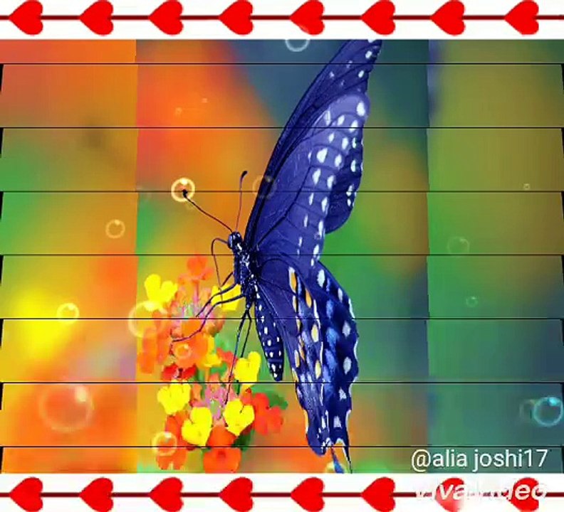 Butterfly whatsapp status video Dailymotion
