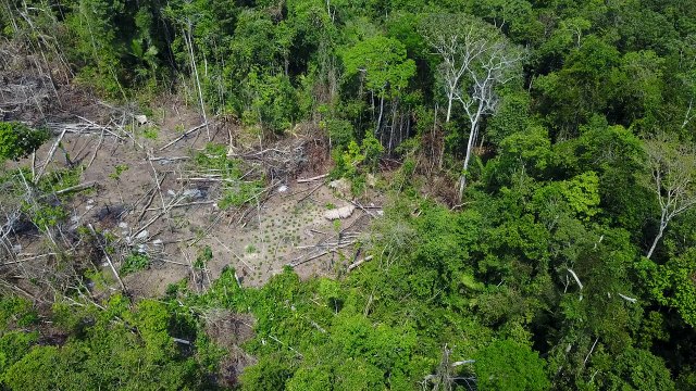 Amazonie : des images filmées par un drone révèlent l'existence d'une tribu isolée