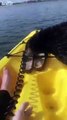 Une loutre s'incruste sur un kayak