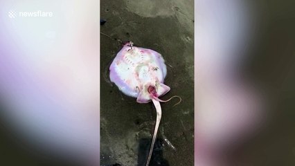 US beachgoers capture moment stingray gives birth on beach