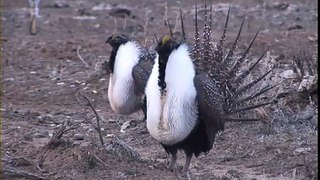 Greater sage grouse strut display