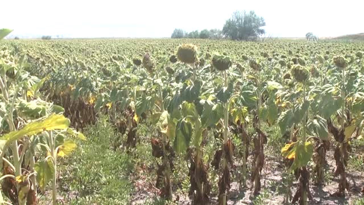 Bulanık'ta Bin Dönüm Alanda Ayçiçeği Ekimi Yapıldı