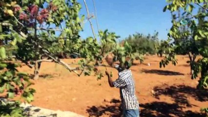 Bayramı fıstık toplayarak geçiriyorlar