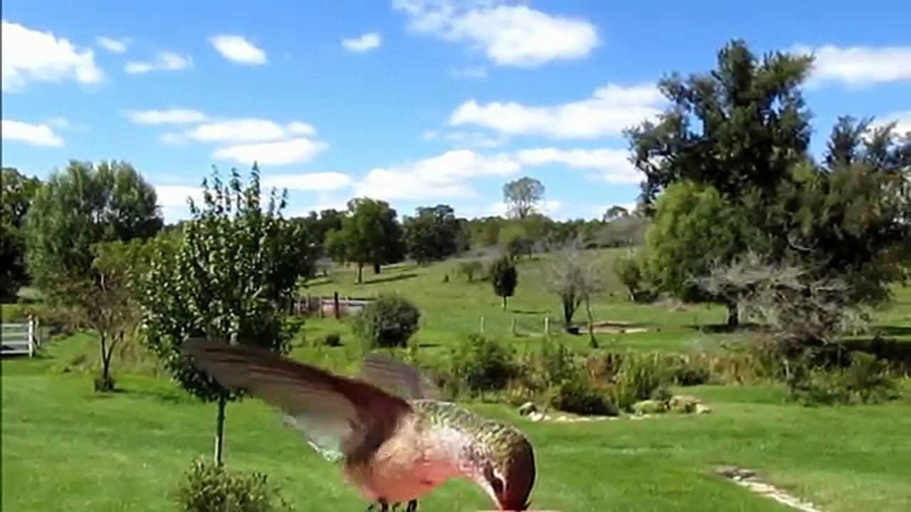 Hummingbird Stung by Wasp Close Up Slow Motion HD