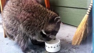 Cats Encounter With A Raccoon