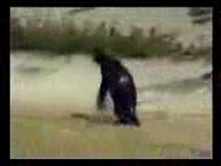 pinguouin triso