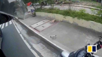Heroic motorbike rider saves newborn kitten from heavy traffic