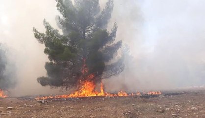 Şanlıurfa'da Göbeklitepe Çevresindeki Ormanlık Alanda Yangın