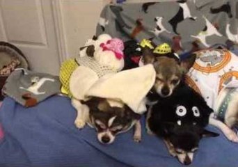 Costumed Chihuahuas 'Sing' in Imperfect Harmony