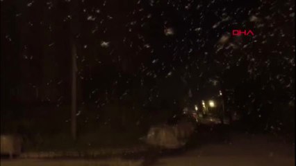 Ardahan Kelebeklerin Ölüm Dansı