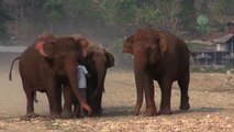 D'un simple cri il fait venir 3 éléphants... Magique