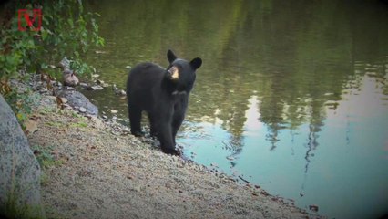 Bear Attacks and Injures 10-Year-Old Boy in Yellowstone National Park