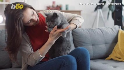 This Company Offers Paid Leave For New Pet Owners