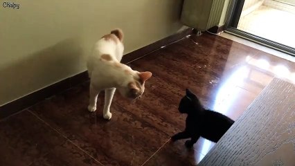 This ambitious little black kitten named Panthiras