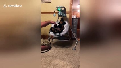 Rottweiler puppy gets cozy in a baby swing