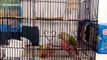 The power of teamwork! Two parrots help each other escape their cage